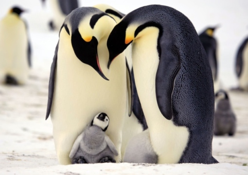 Penguins - Spy in the Huddle